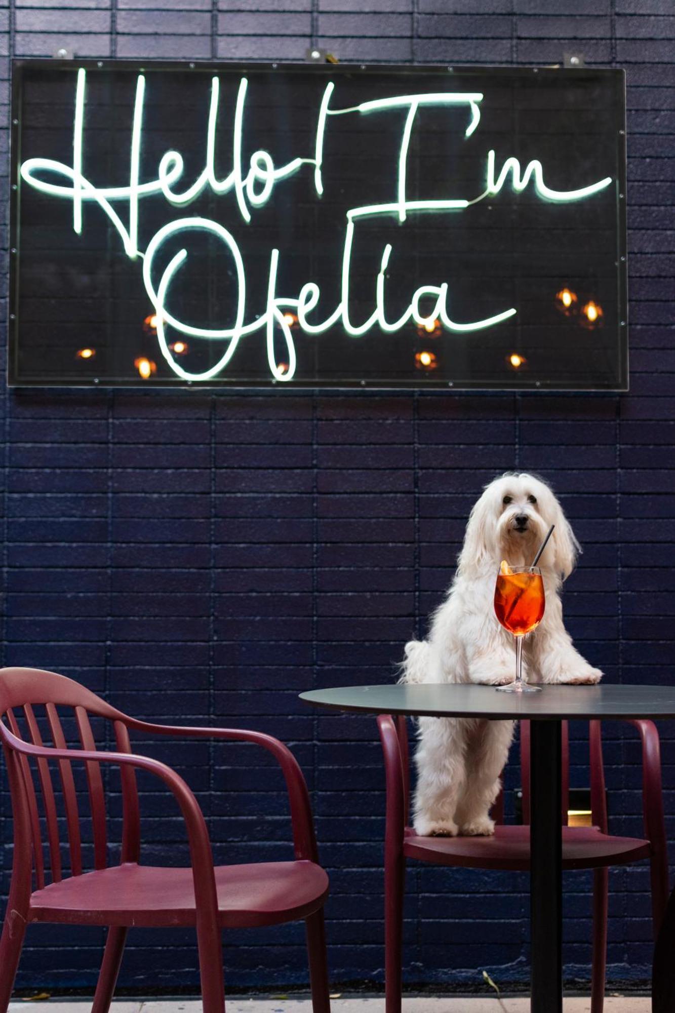 Pullman Santiago Vitacura Exterior foto A dog at the bar